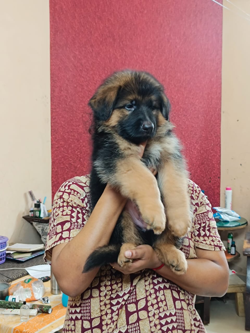 German shepherd