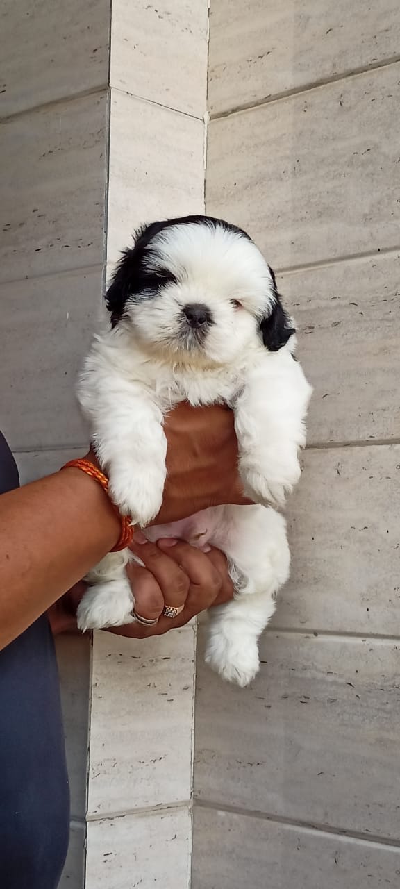 ROYAL ORCHID PAWS  CERTIFIED PUG PUPPIES AT INDIAS TRUSTED KENNEL