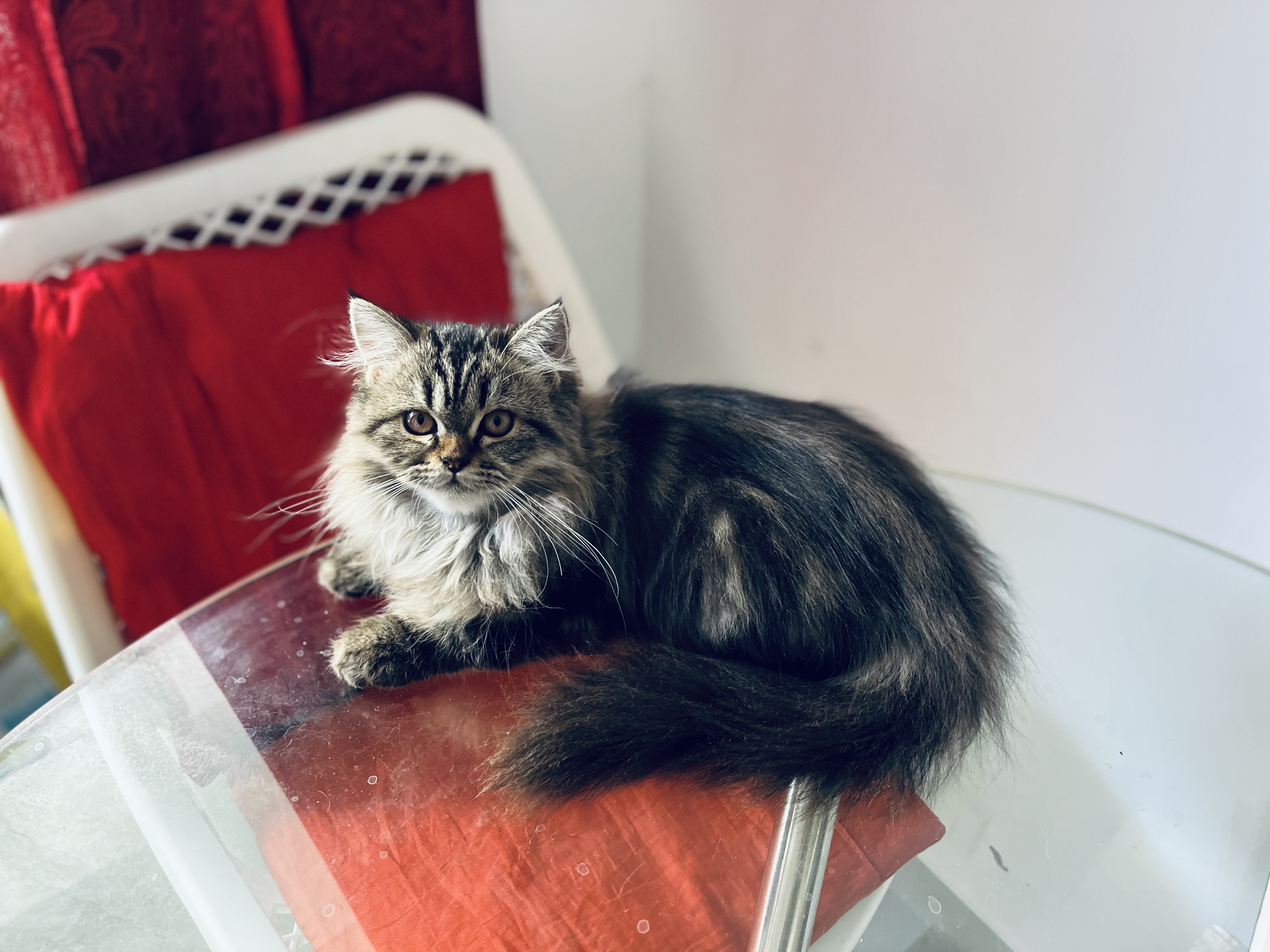 Persian Kittens