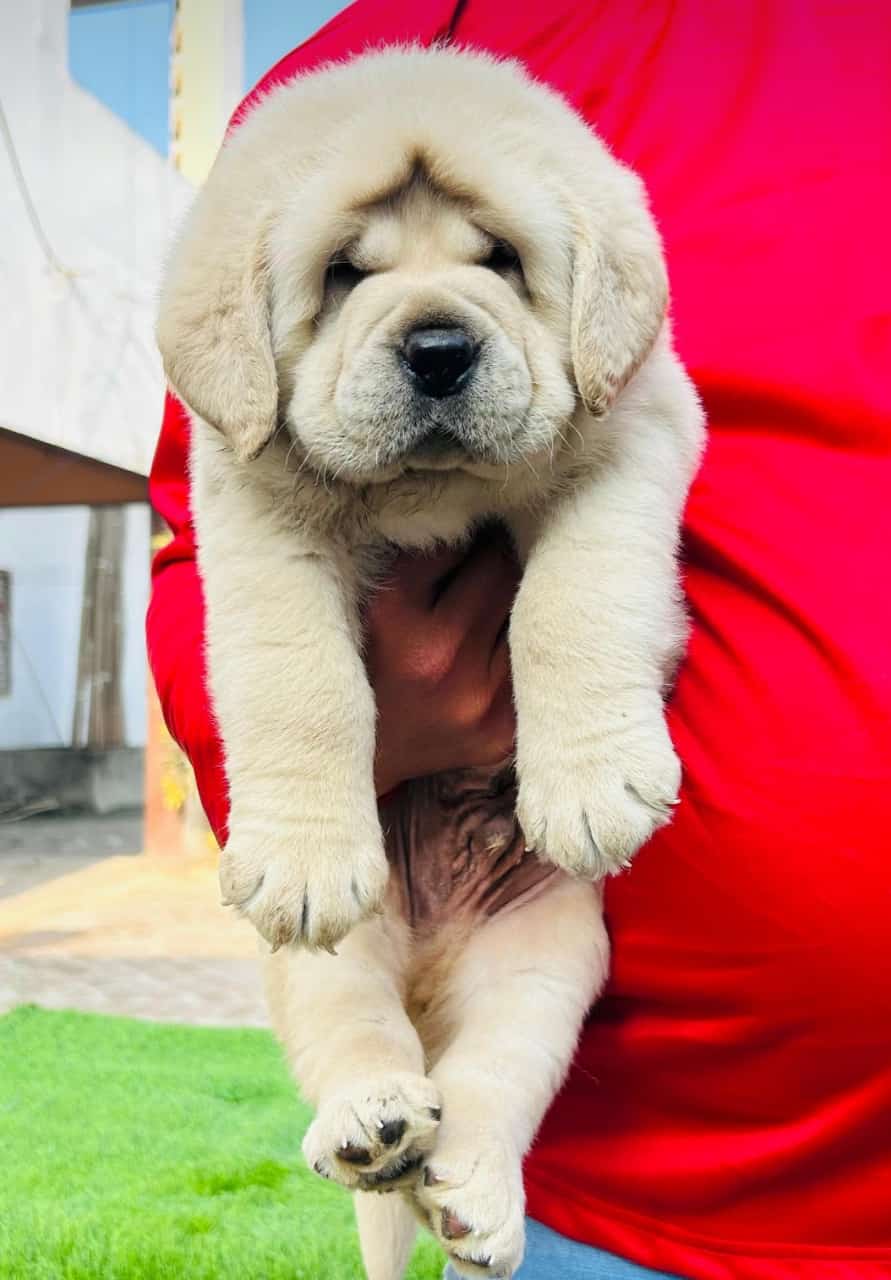 Labrador puppy