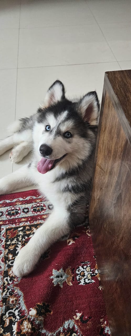 Husky puppies