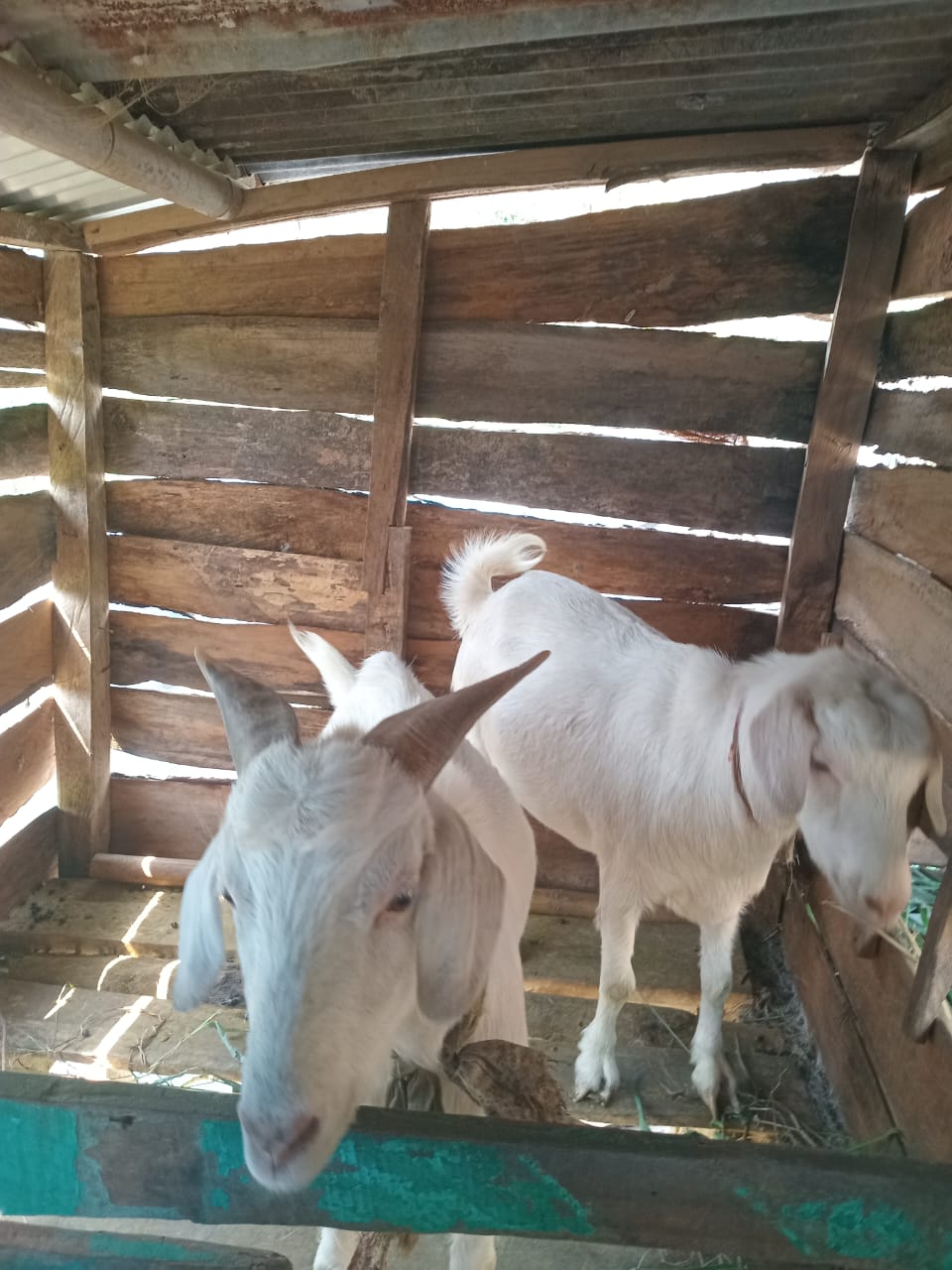 Healthy Goats for sale