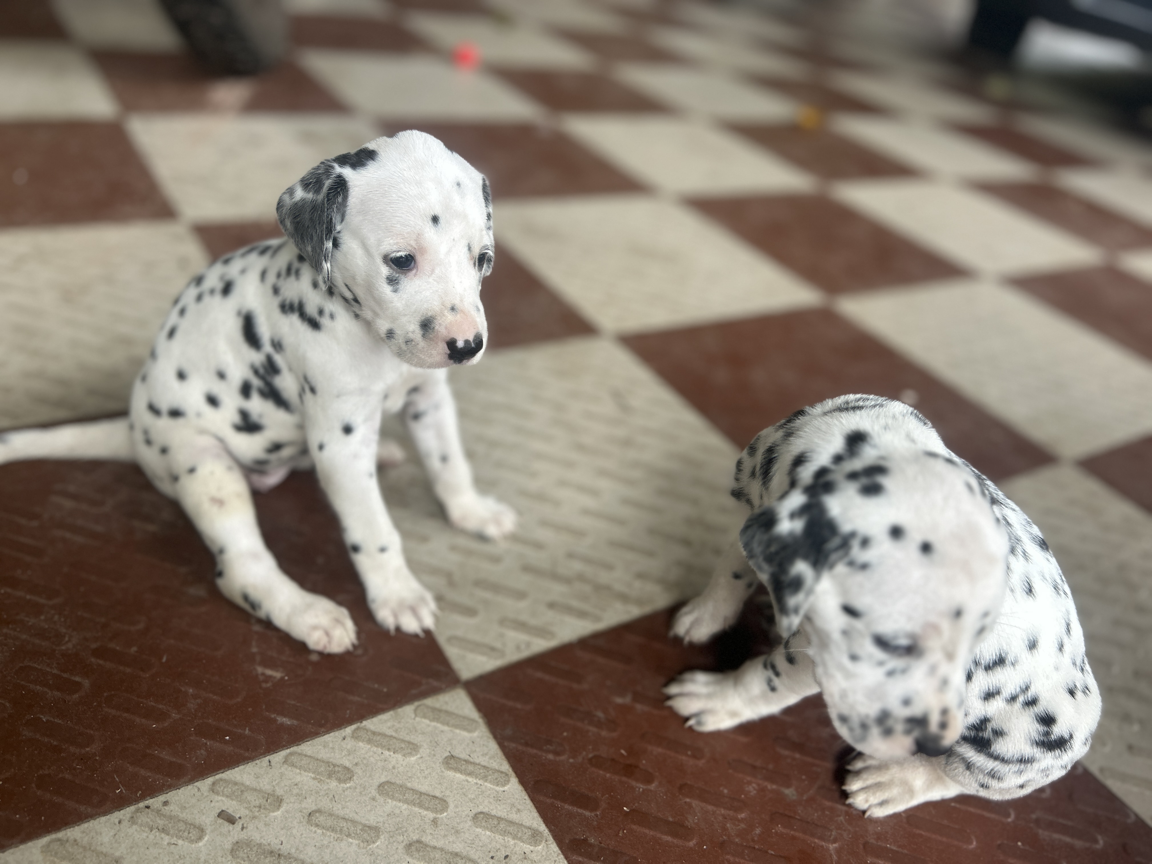 Dalmatian