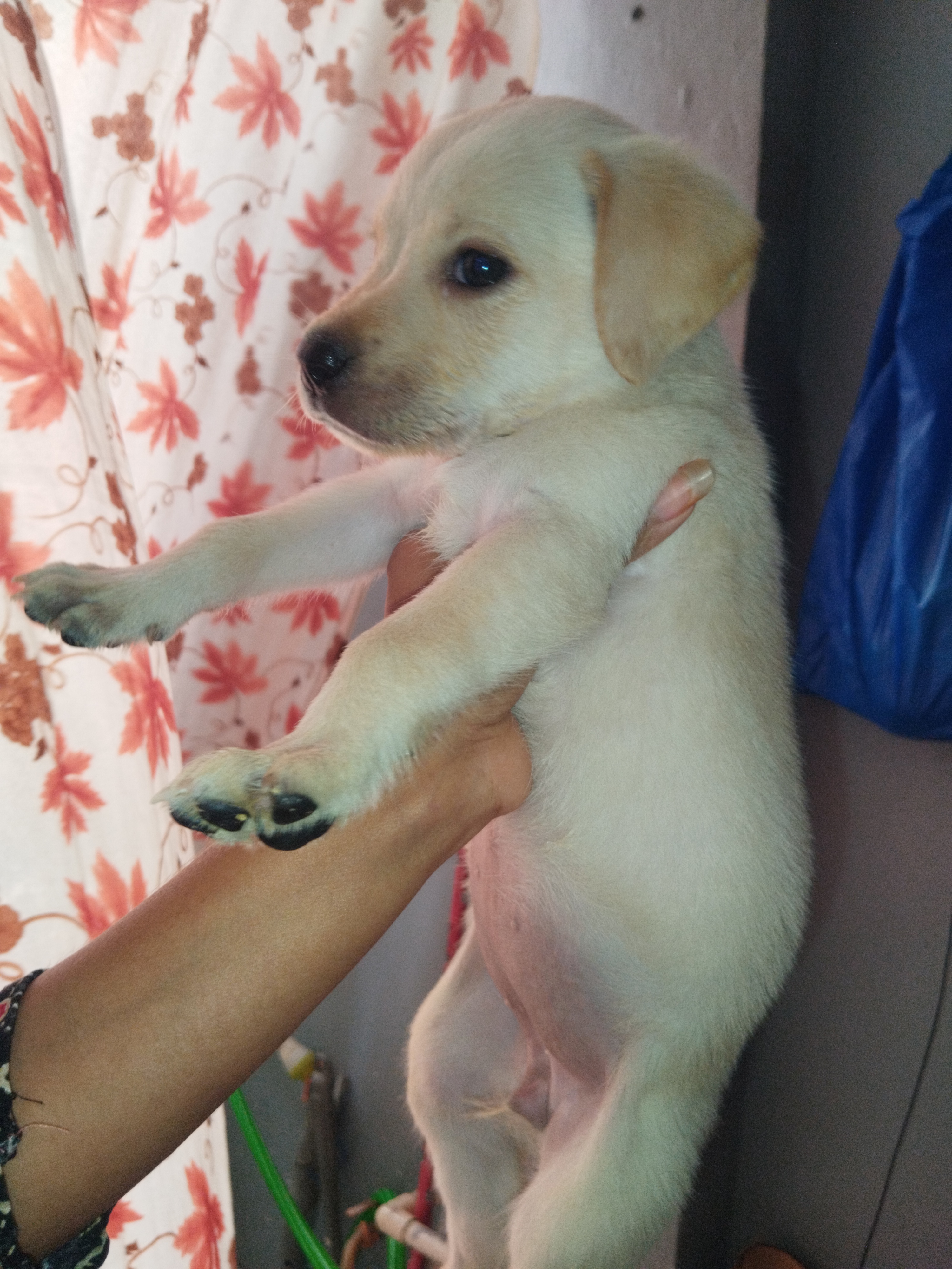 Lab puppies