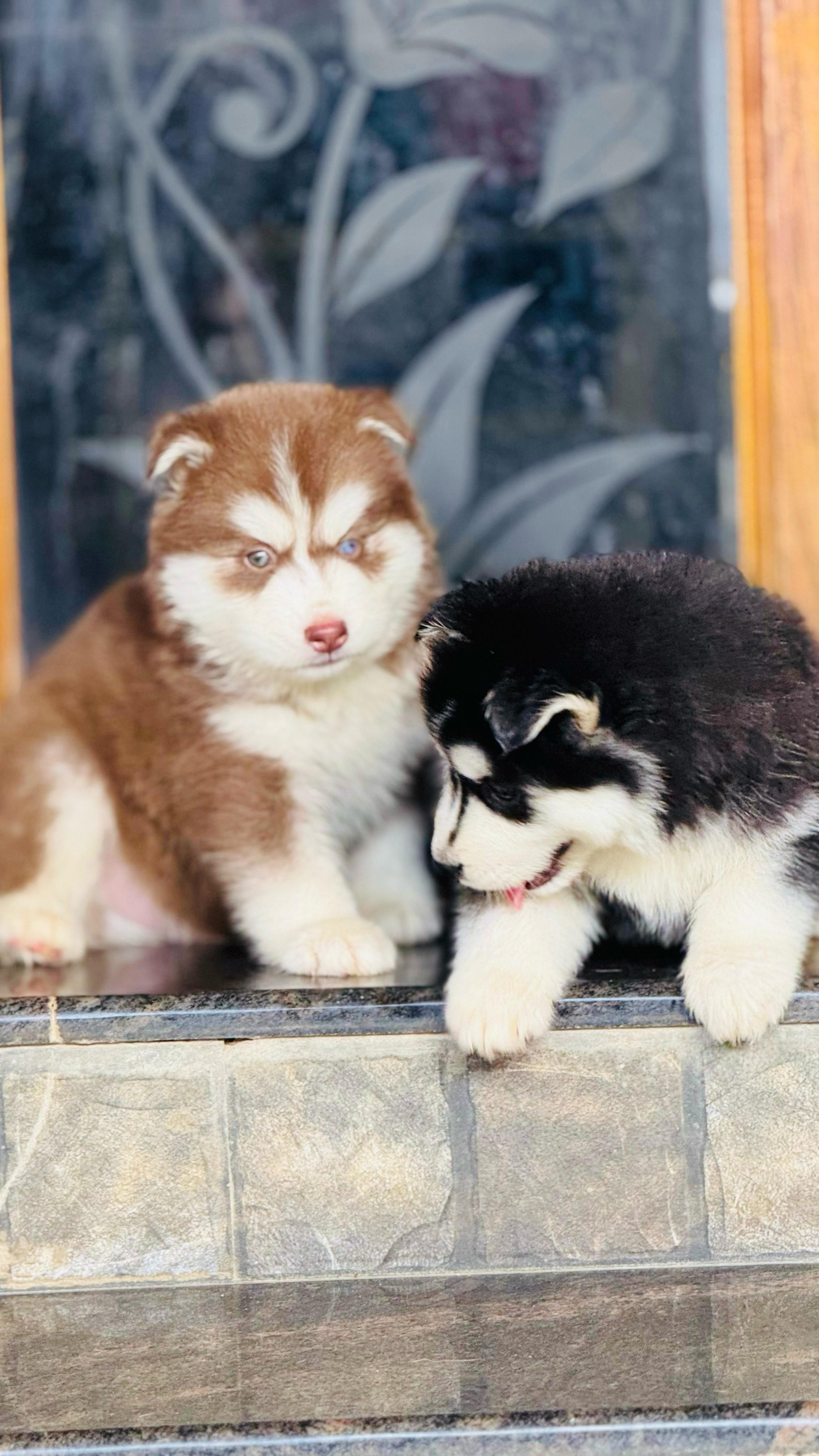 Husky