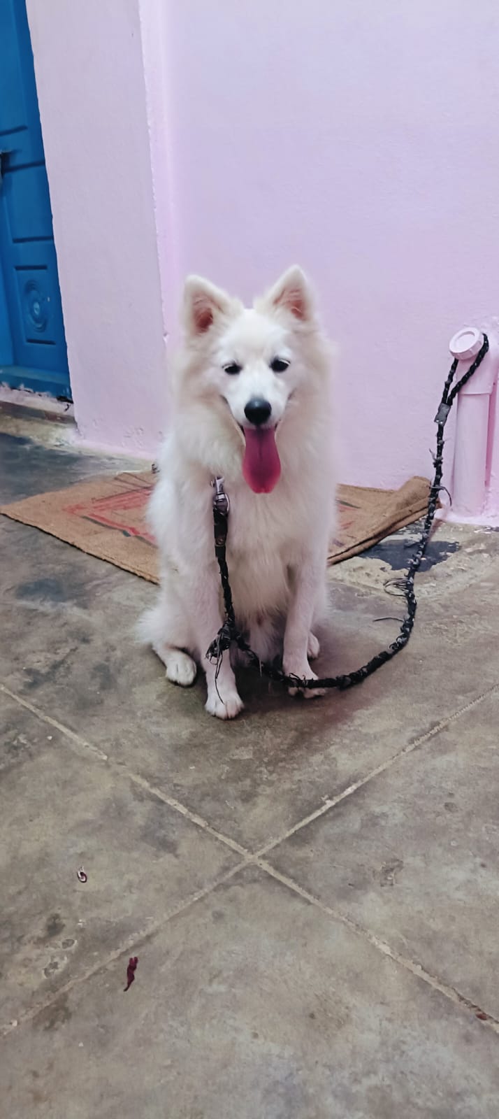 Pomeranian