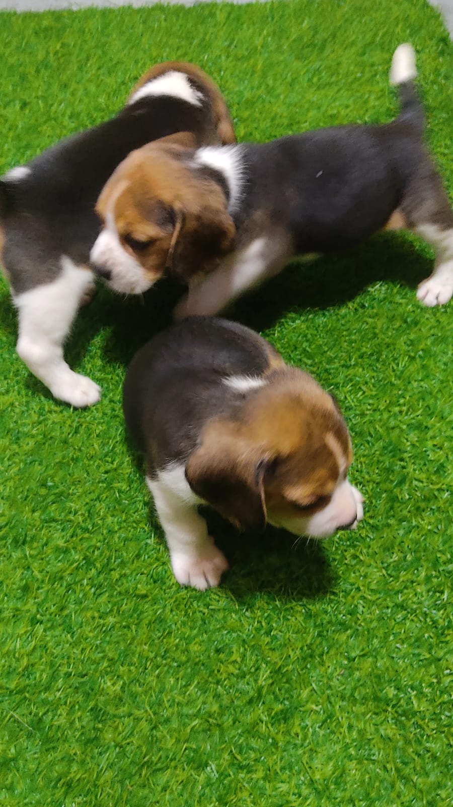 Beagle