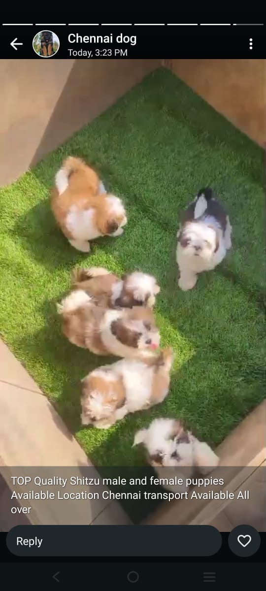 Shitzu
