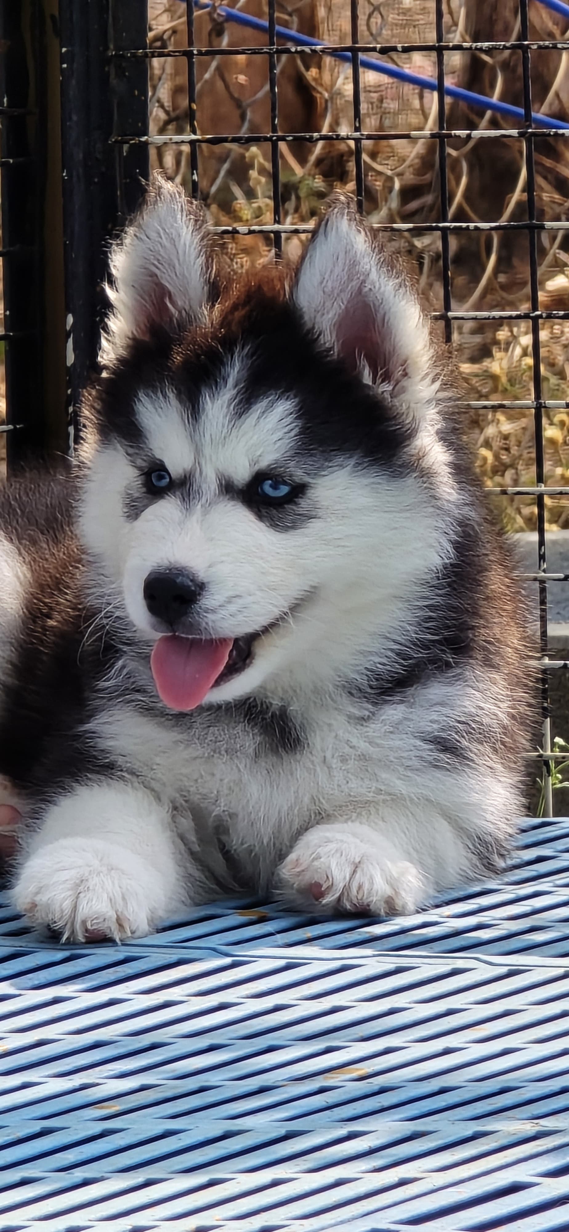 Husky puppies