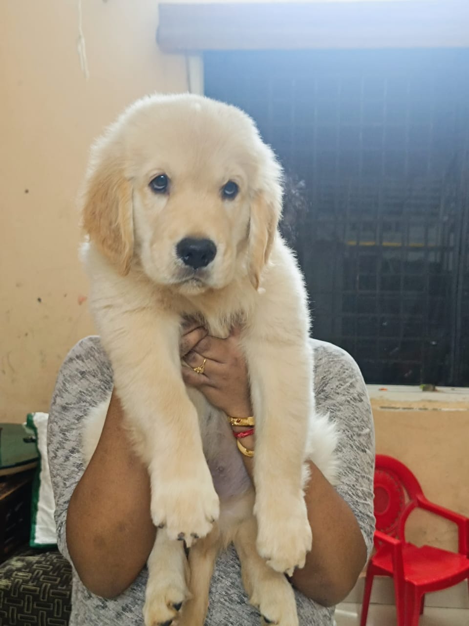 Golden retriever