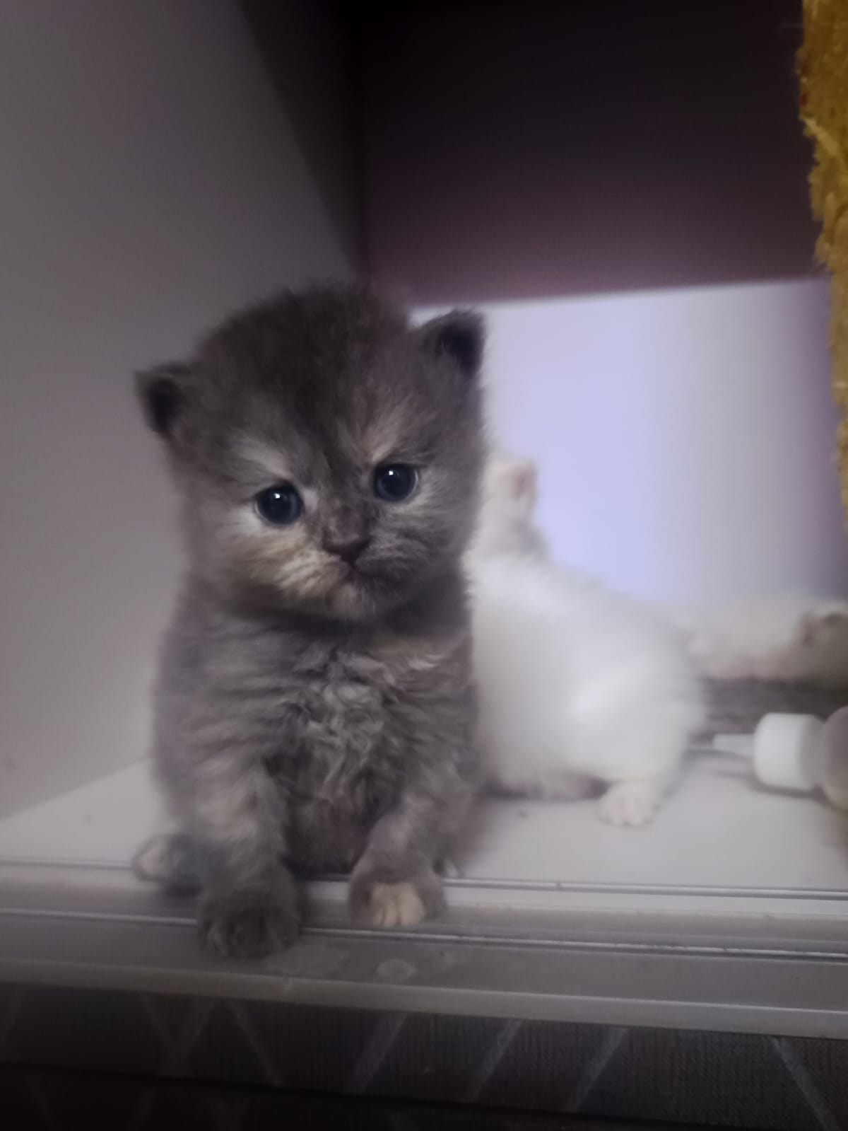 Persian cat