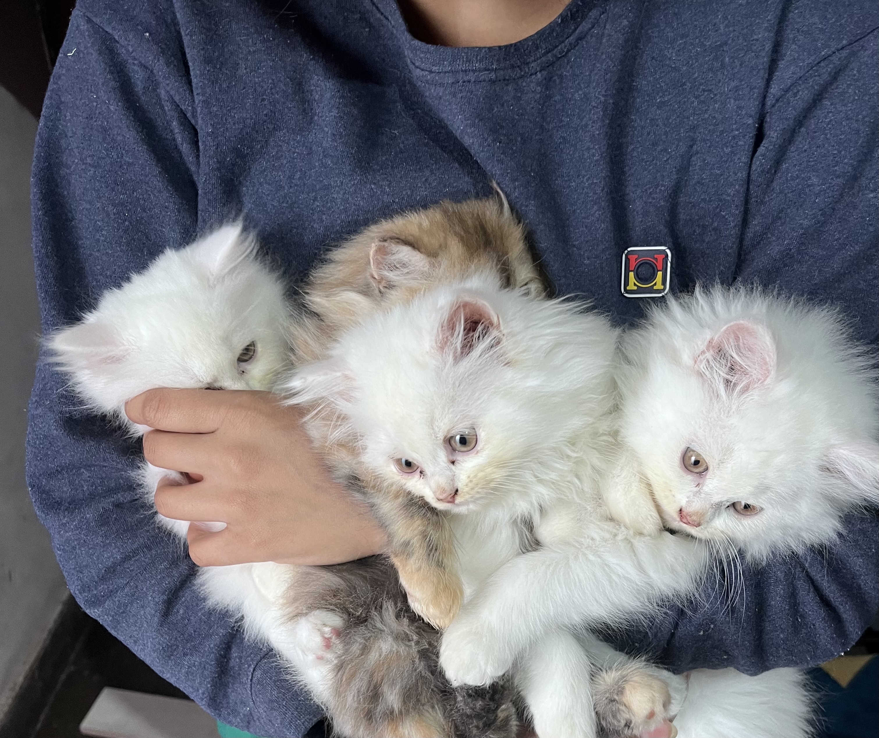 Persian cat