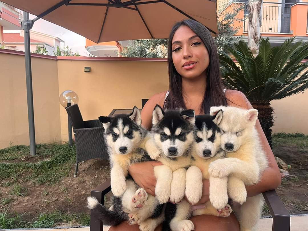 Husky puppies
