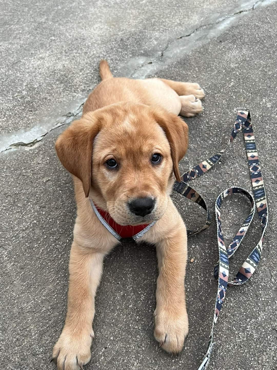 Labrador puppy