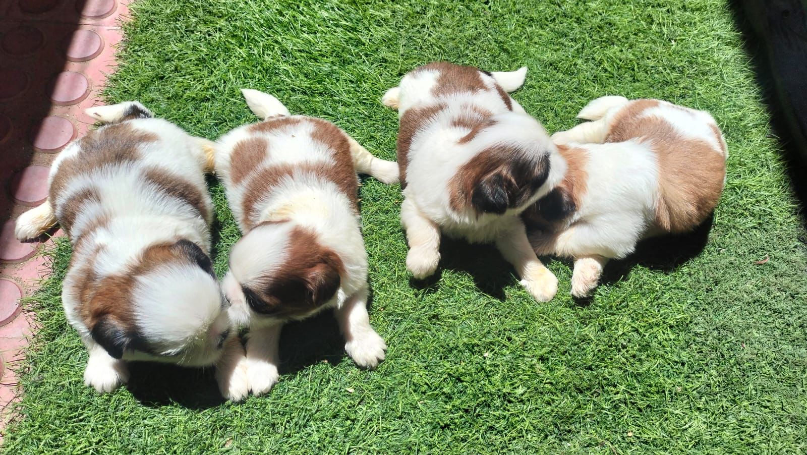 Shitzu puppies