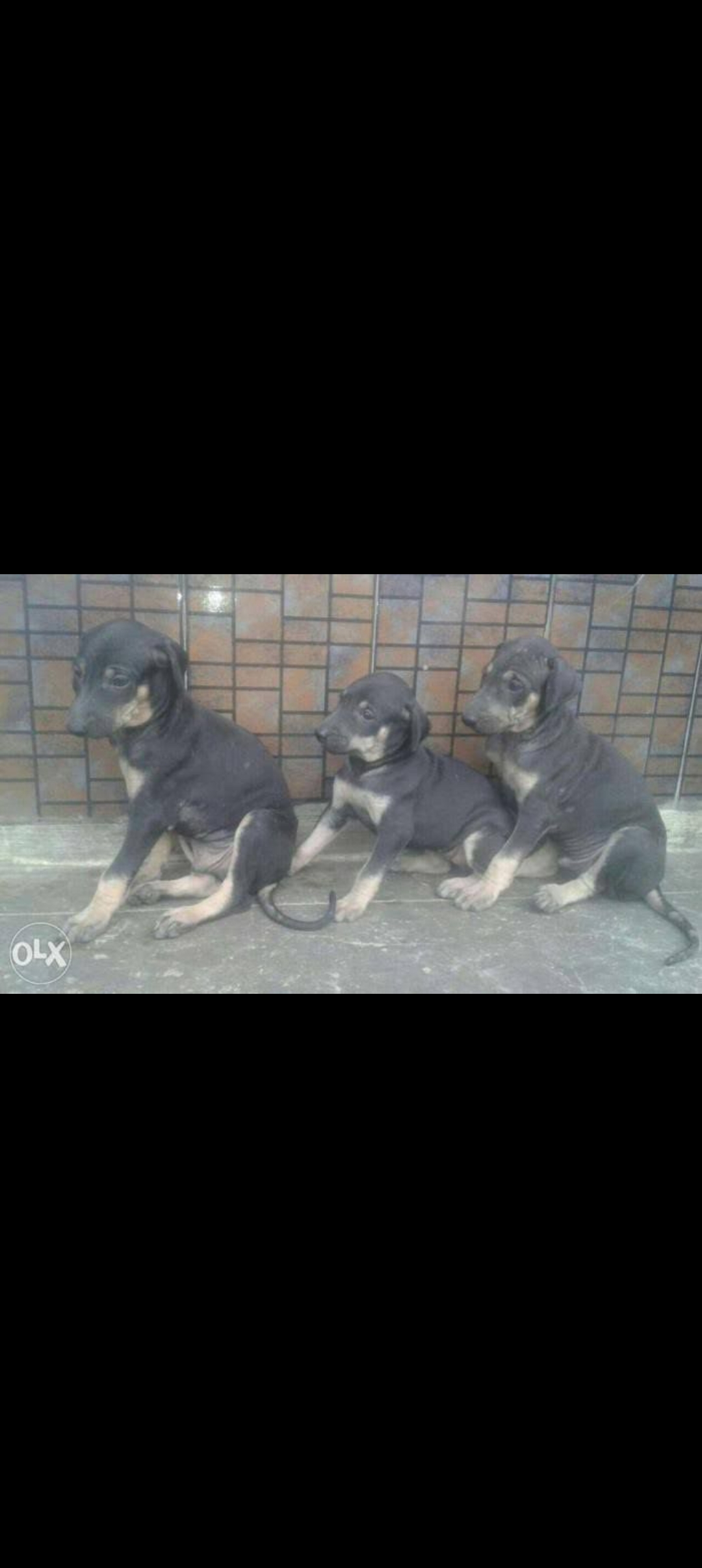 Kanni and chippipparai puppies 🐶