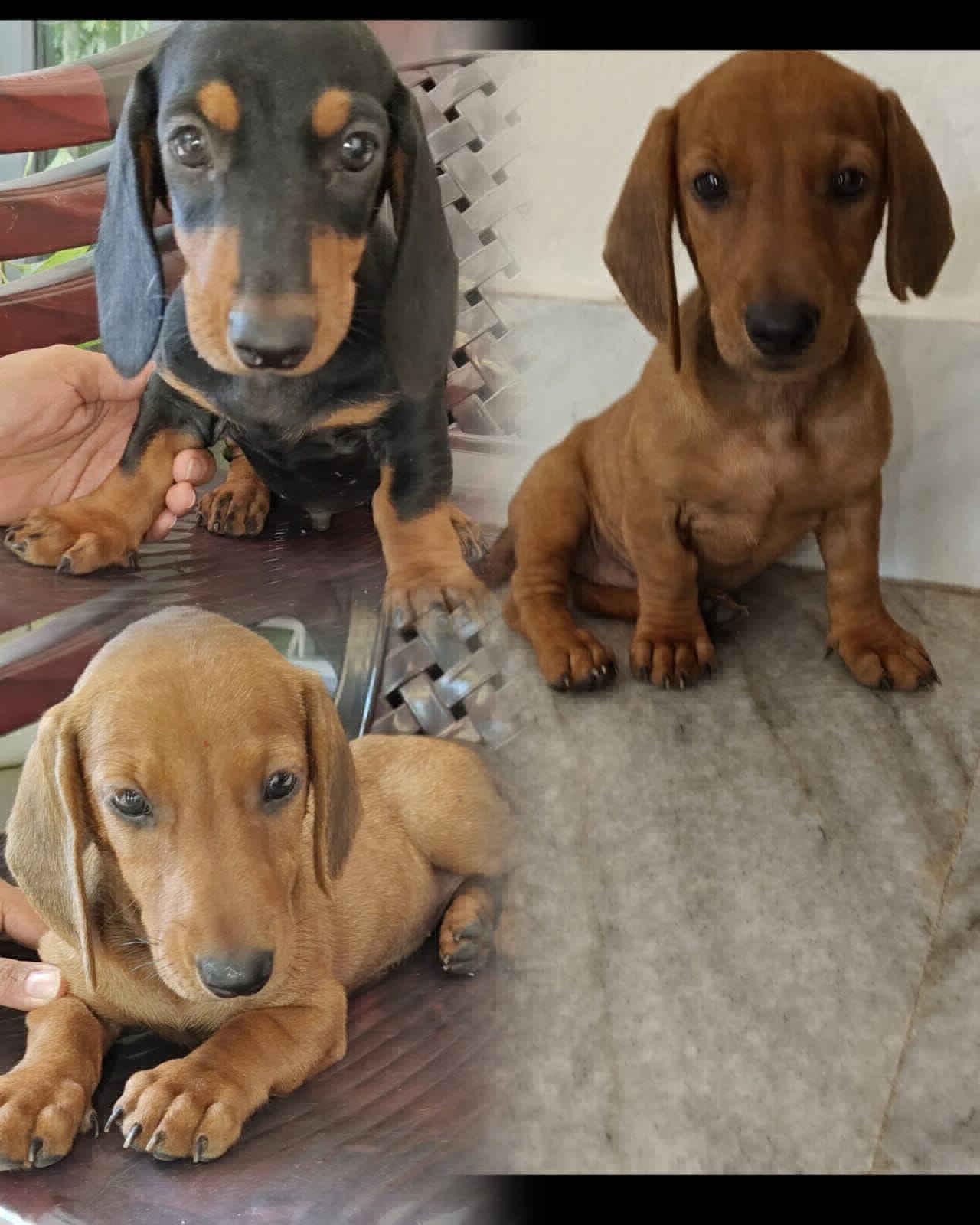 puppies for Say