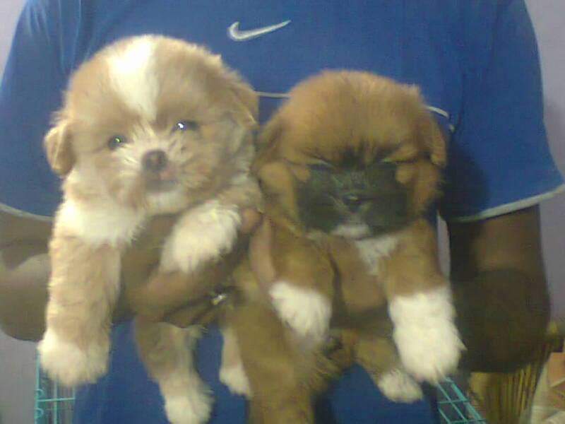 IMPORT LINEAGE CERTIFIED WITH PAPER HAVANESE PUPPS AT ROYAL ORCHID PAWS