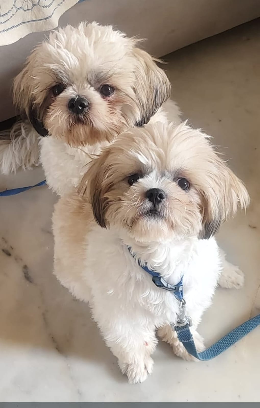 Sizzu puppies