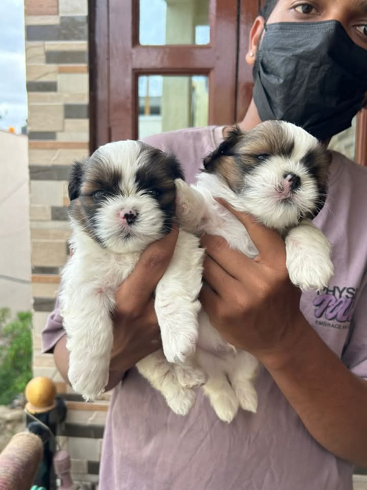 Shitzu puppy