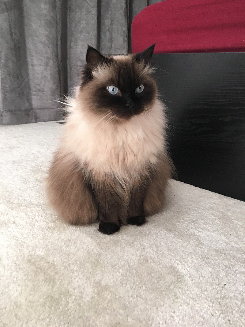 Cats shop