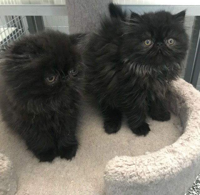 Cats Persian