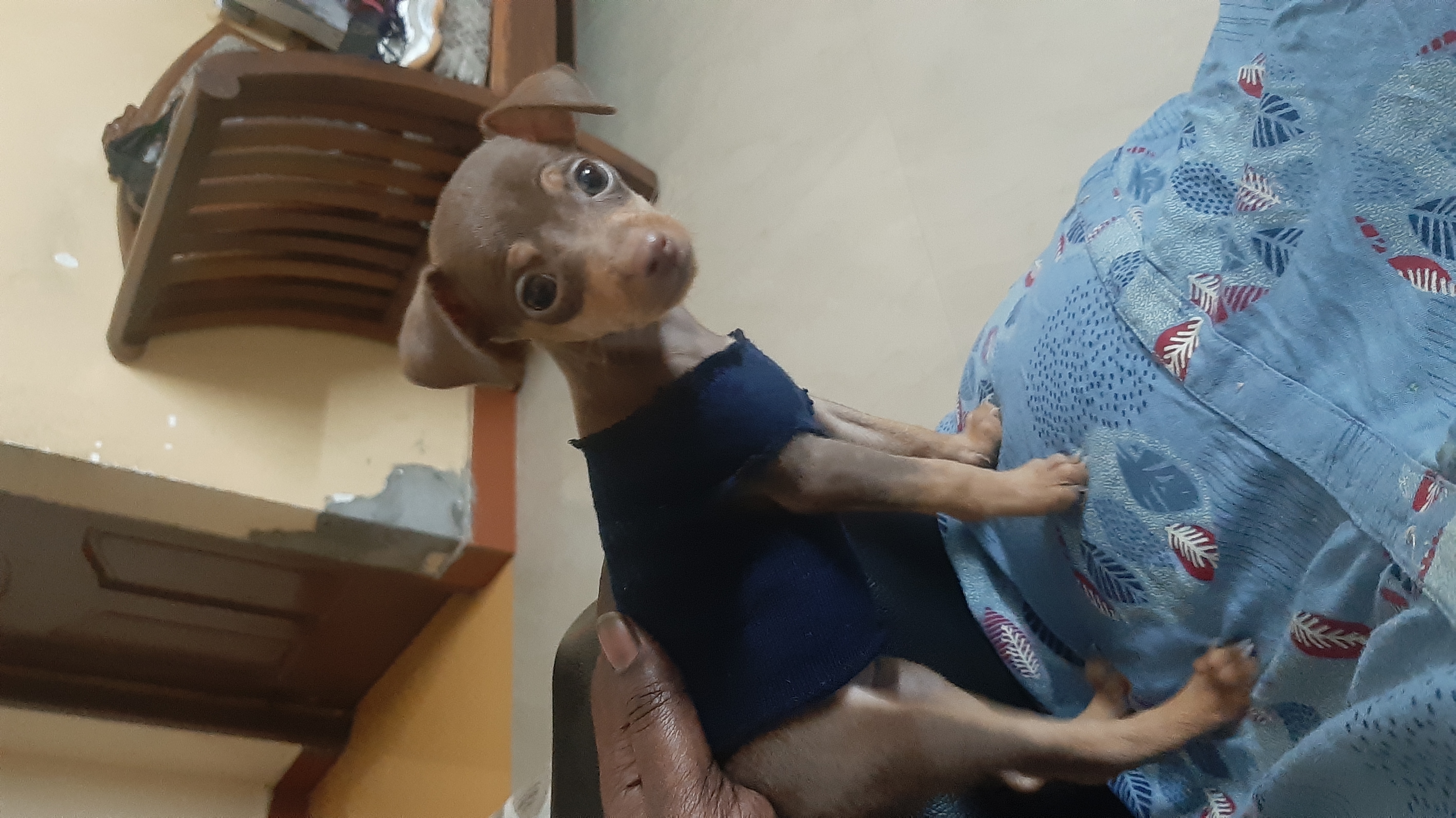 Mini pin puppy