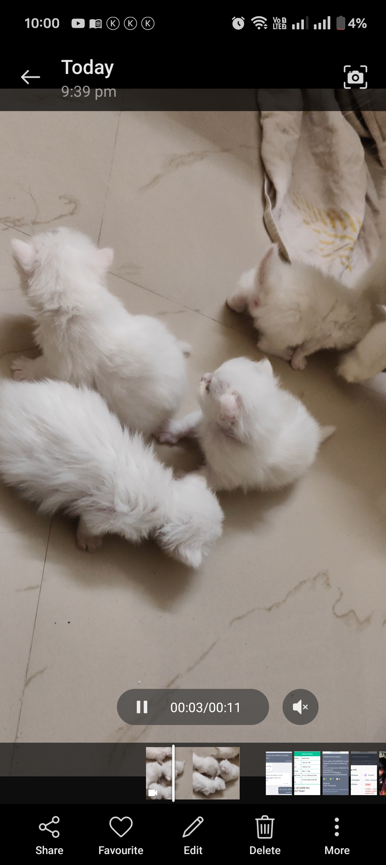 Persian KITTEN