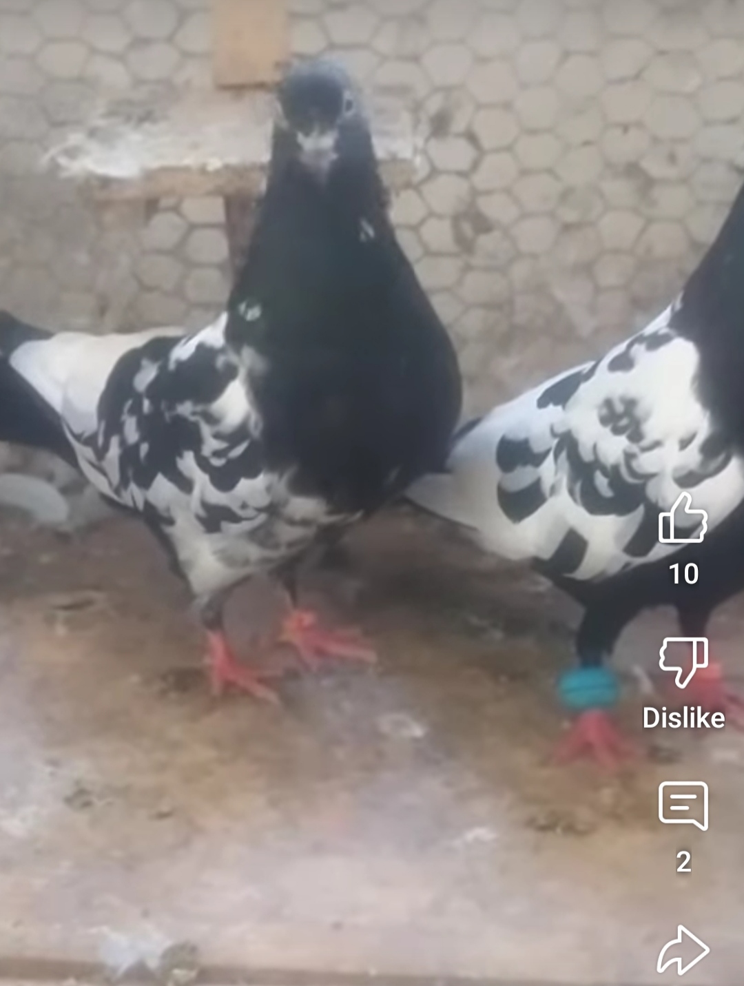 High Flying Pigeons