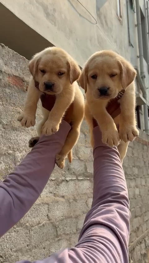 Labrador retriever
