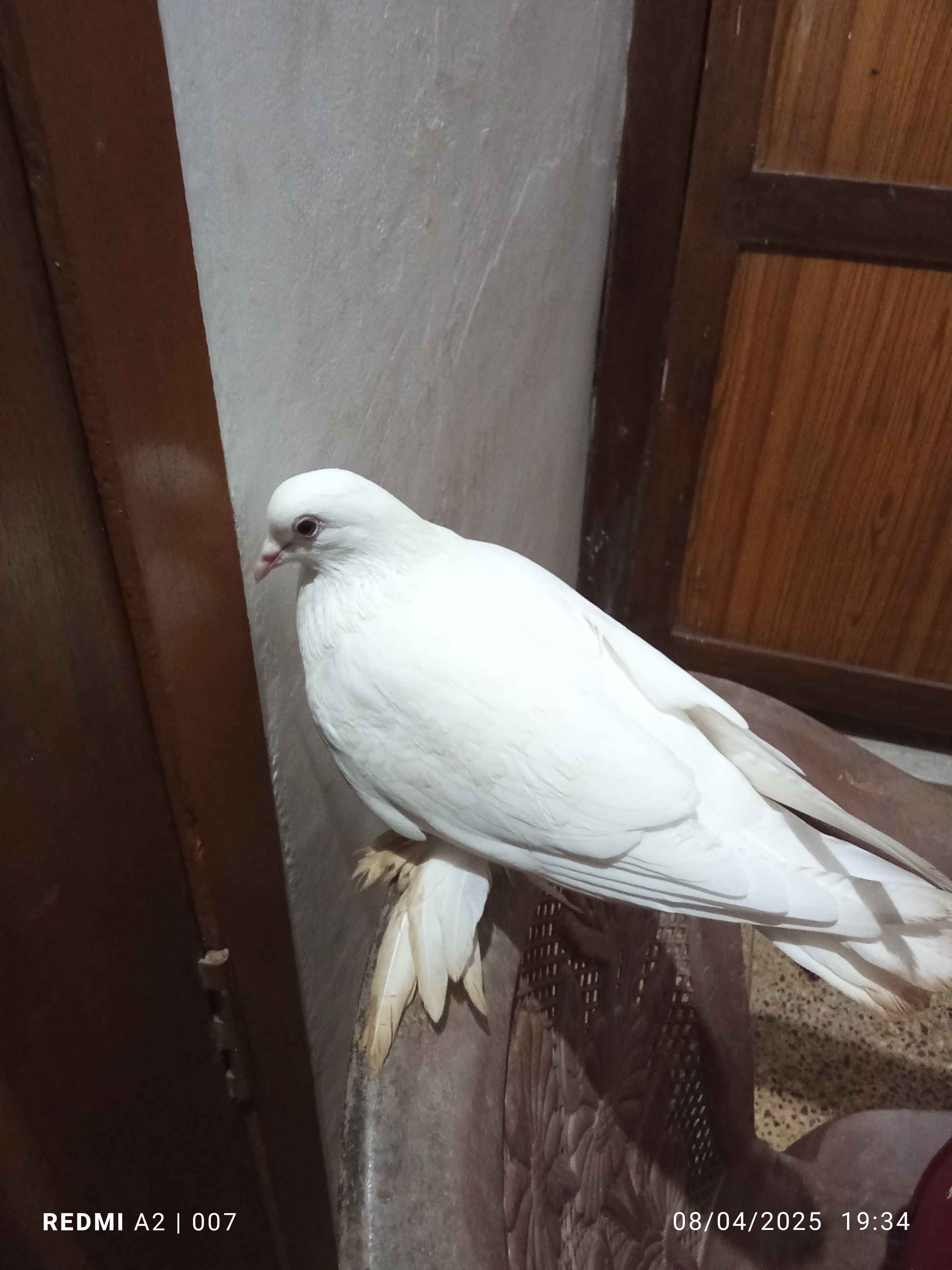 female dove