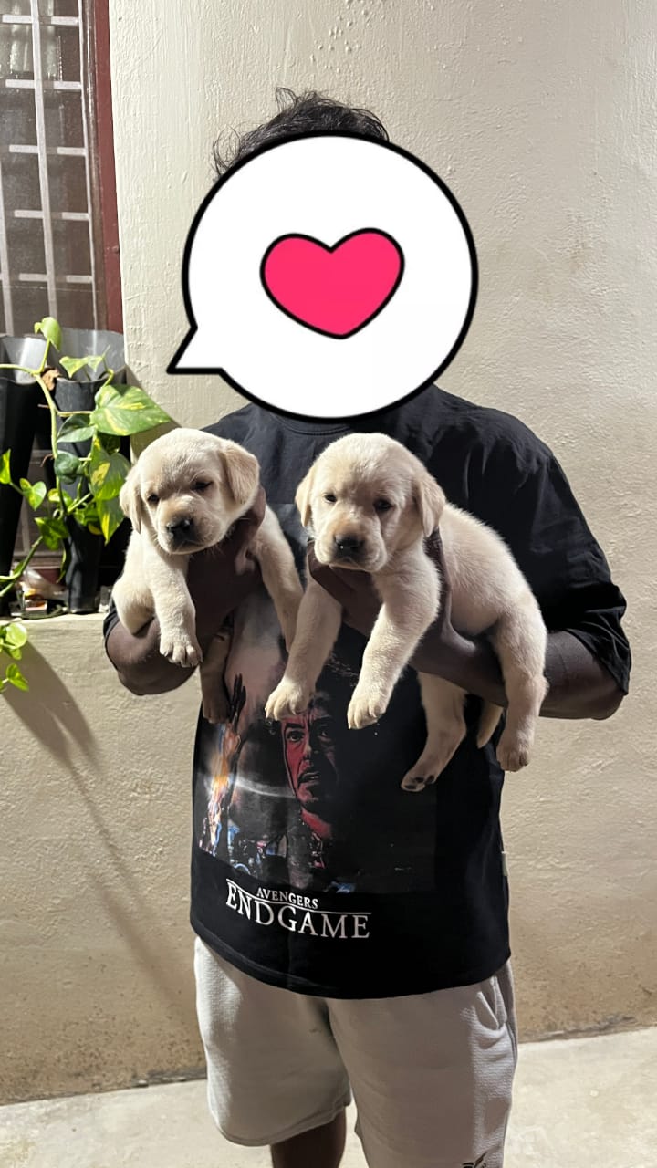 Lab