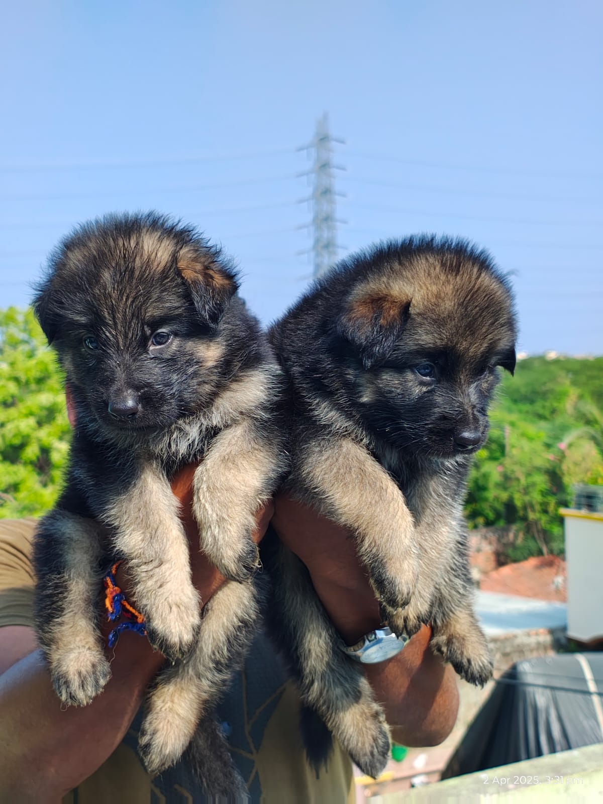 German shepherd