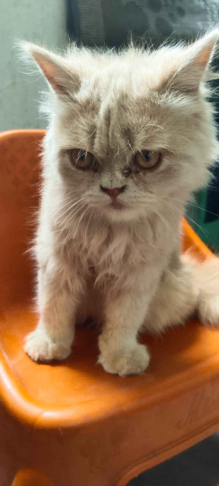 parsian cats golden