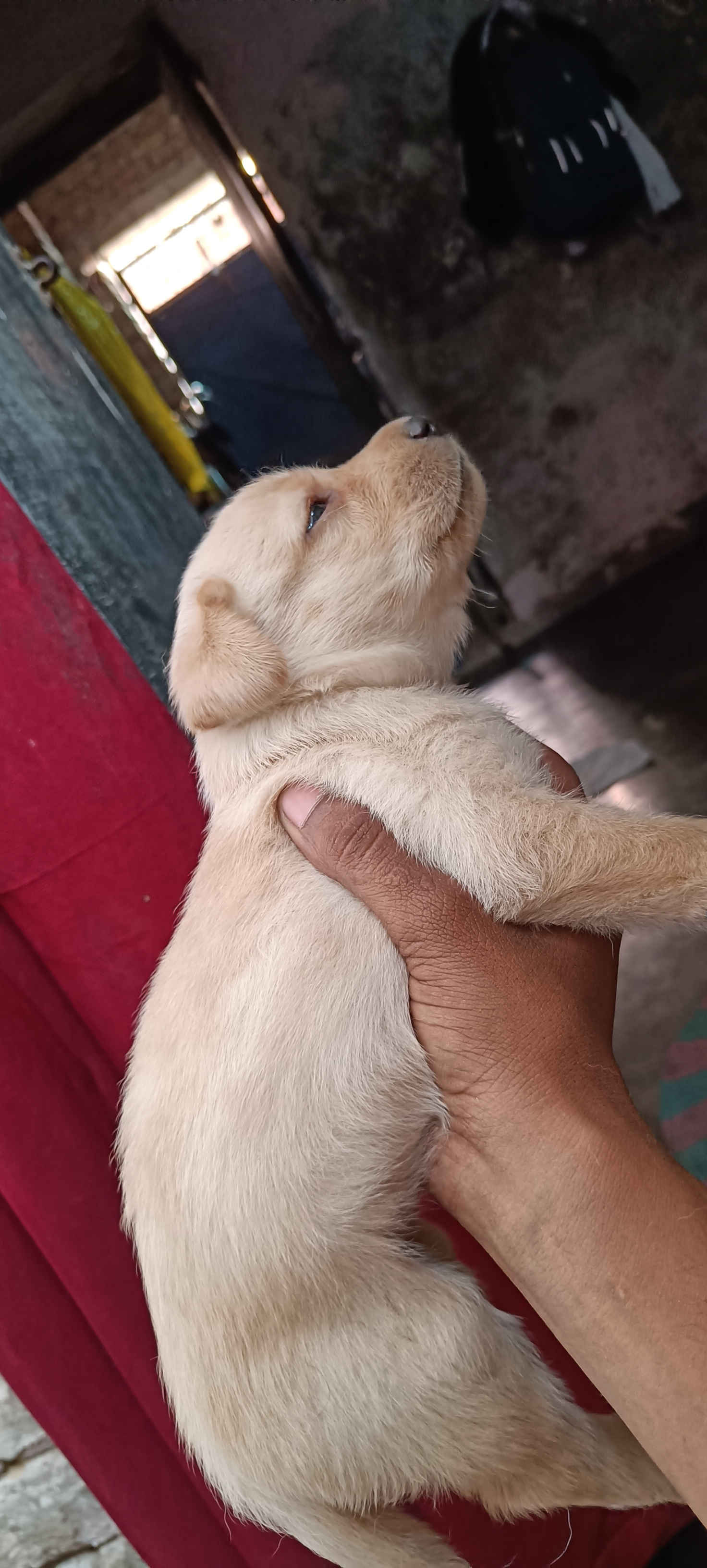 Labrador