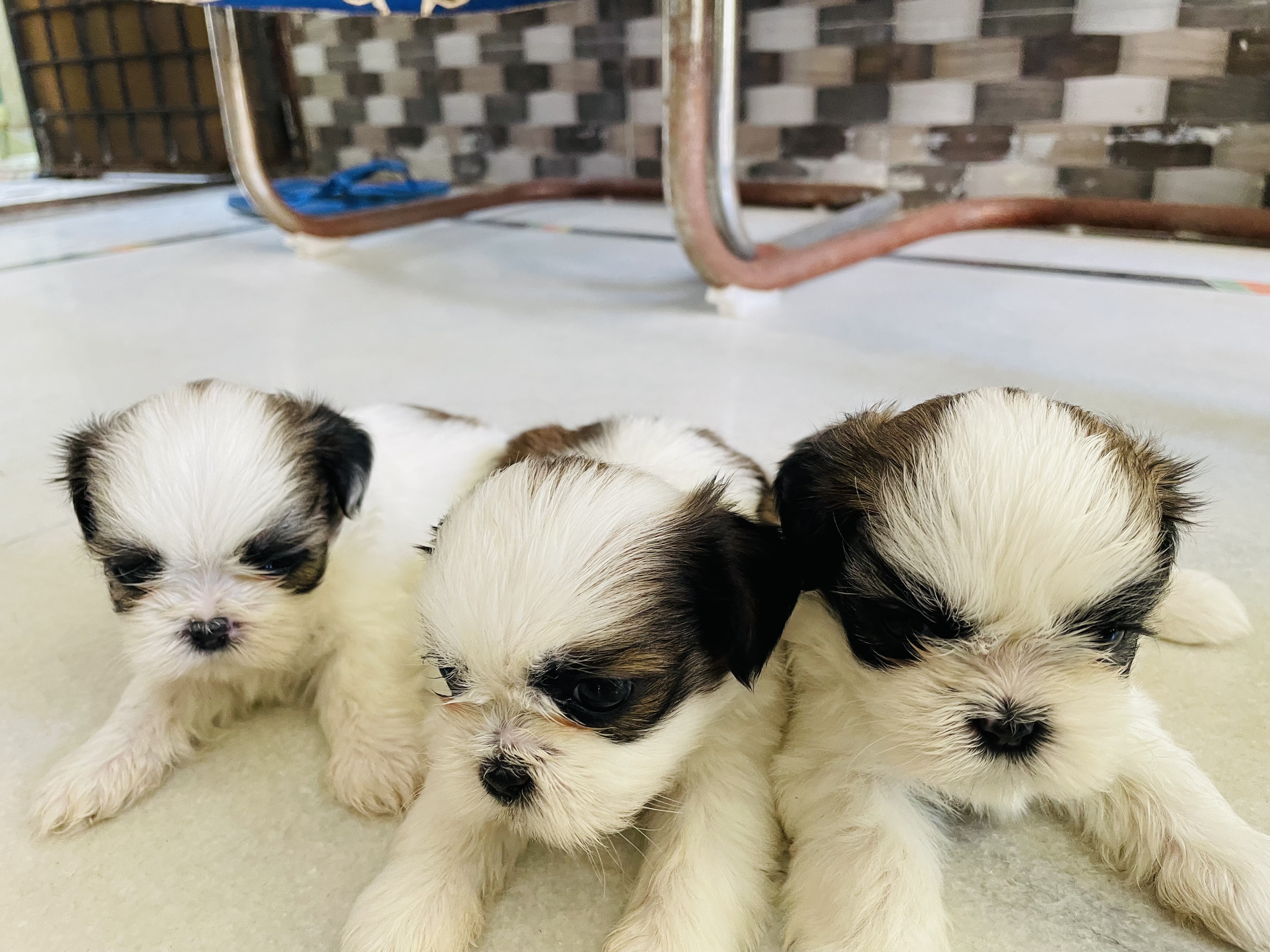 Shihtuz