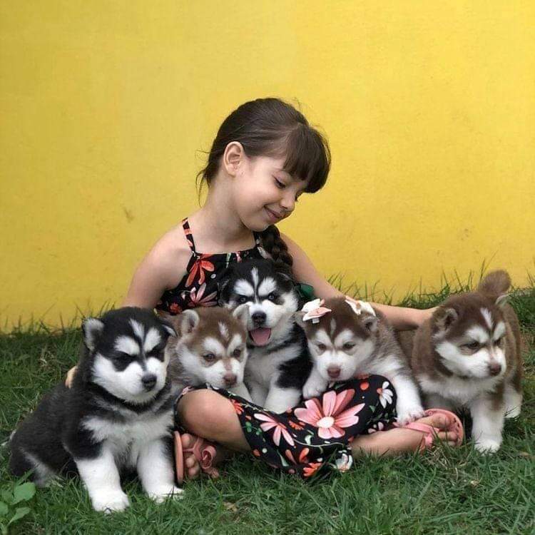 Husky puppies