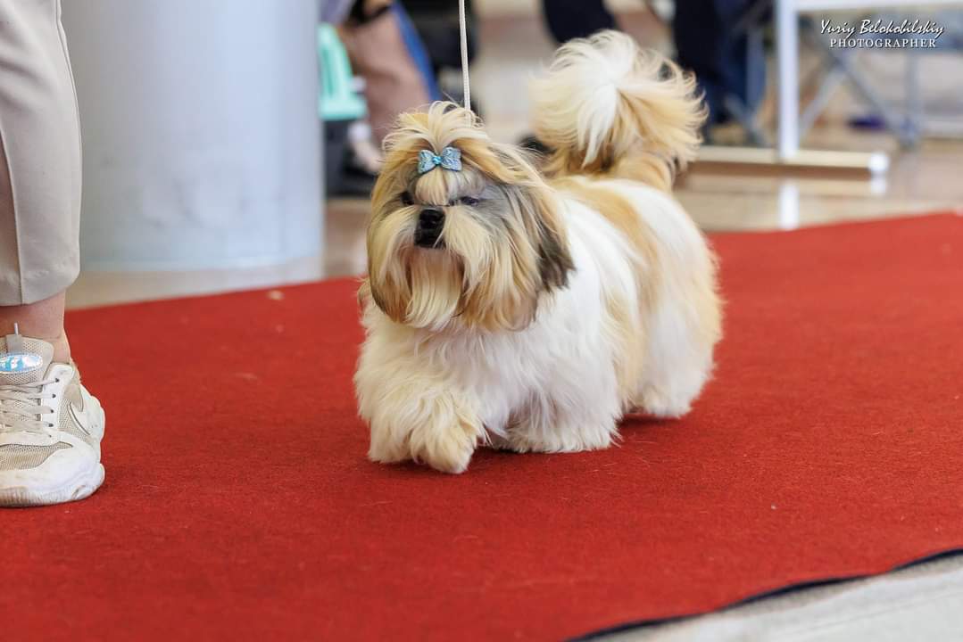 Shih Tzu puppies