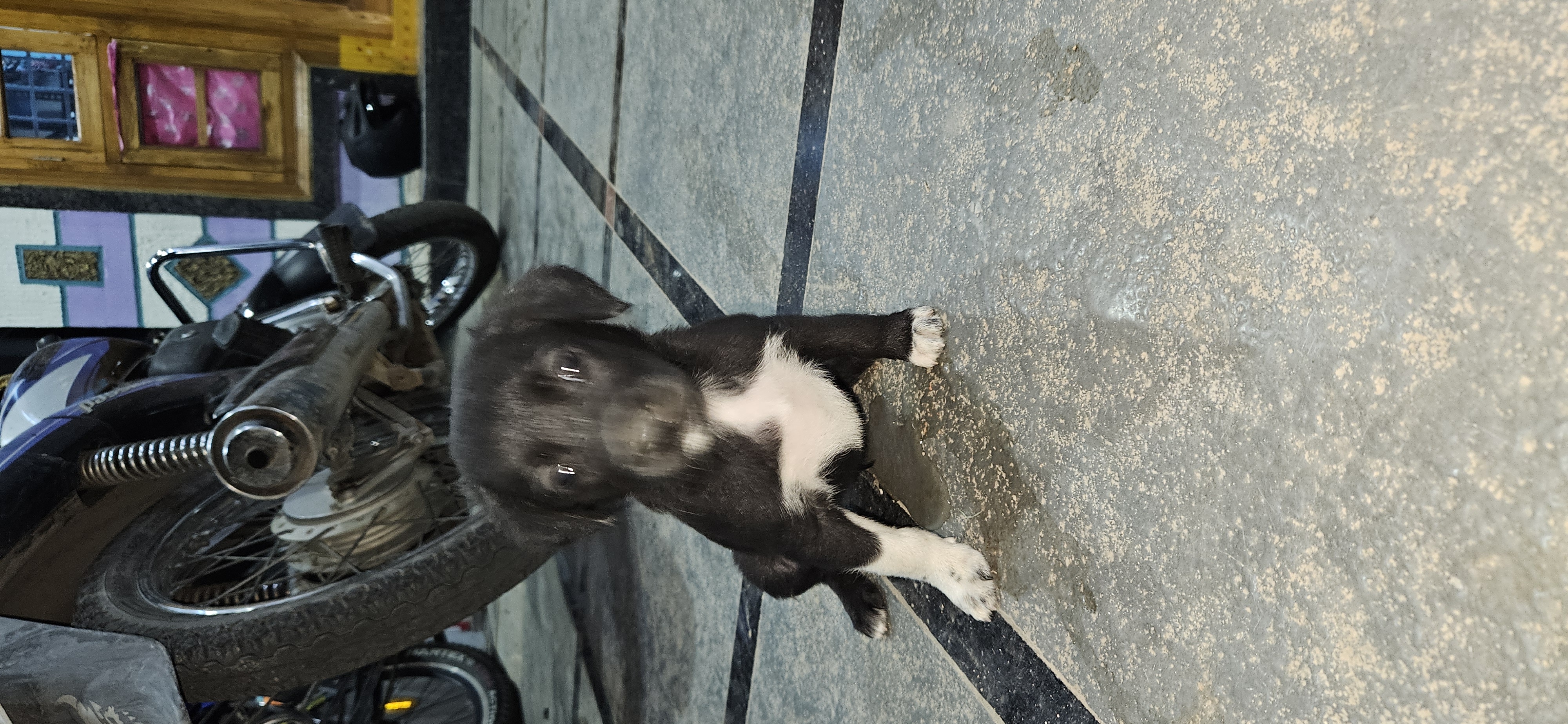 3 Labrador 2