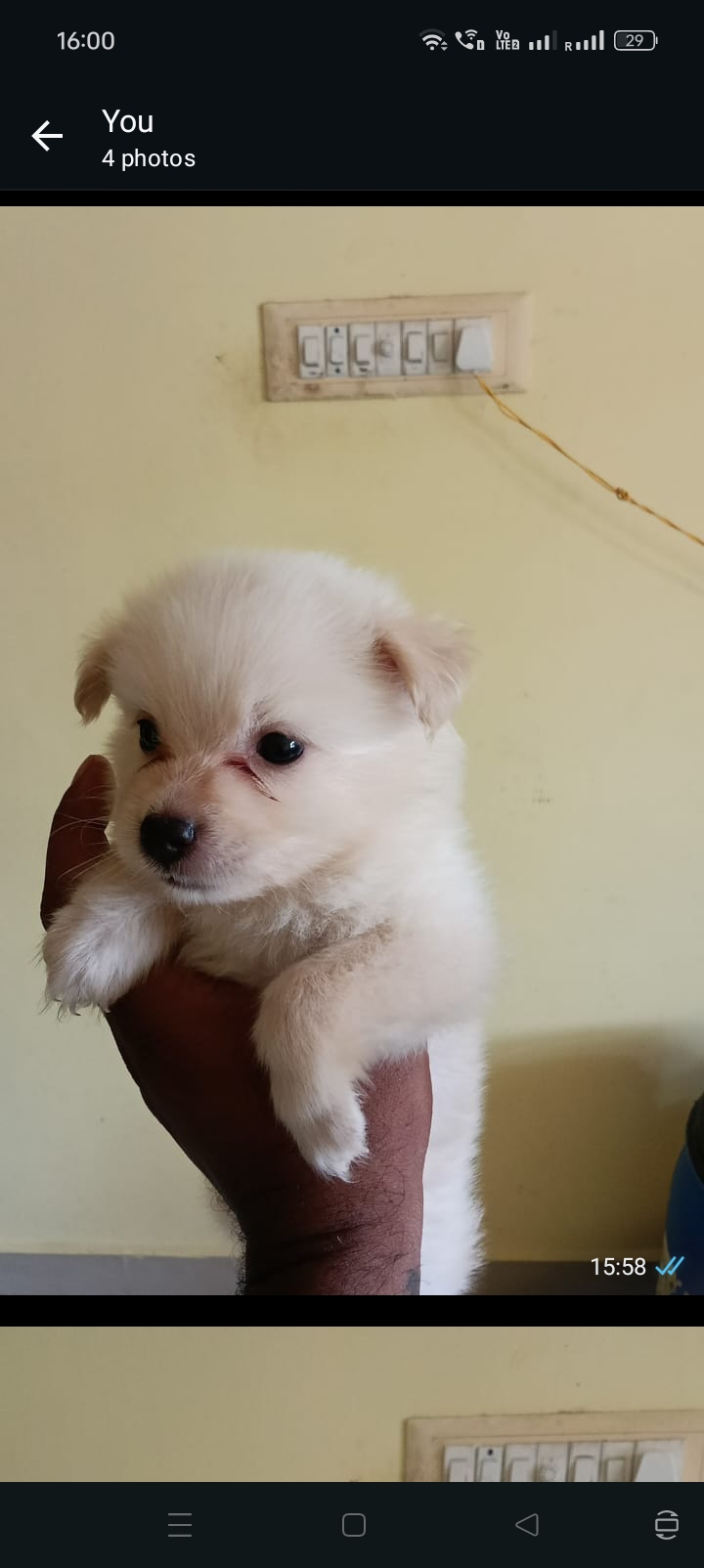 Pommorian puppies