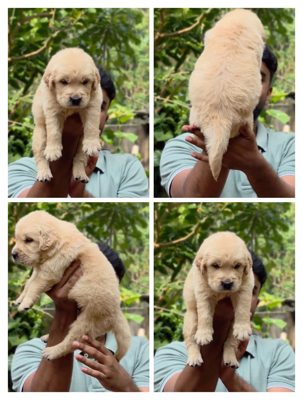 Golden retriever