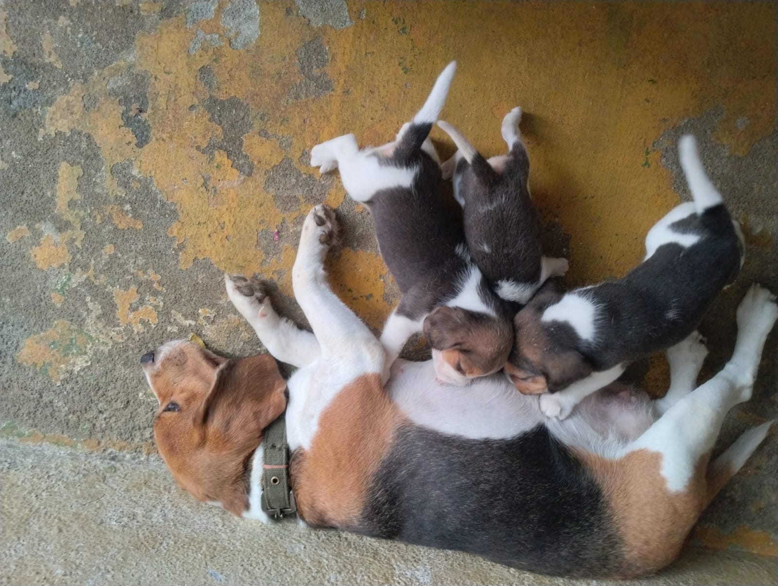 Beagle