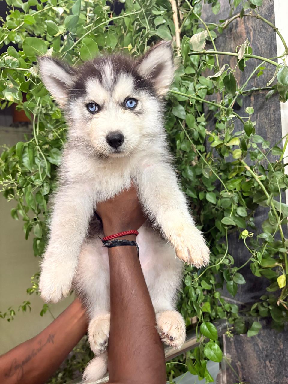 Husky