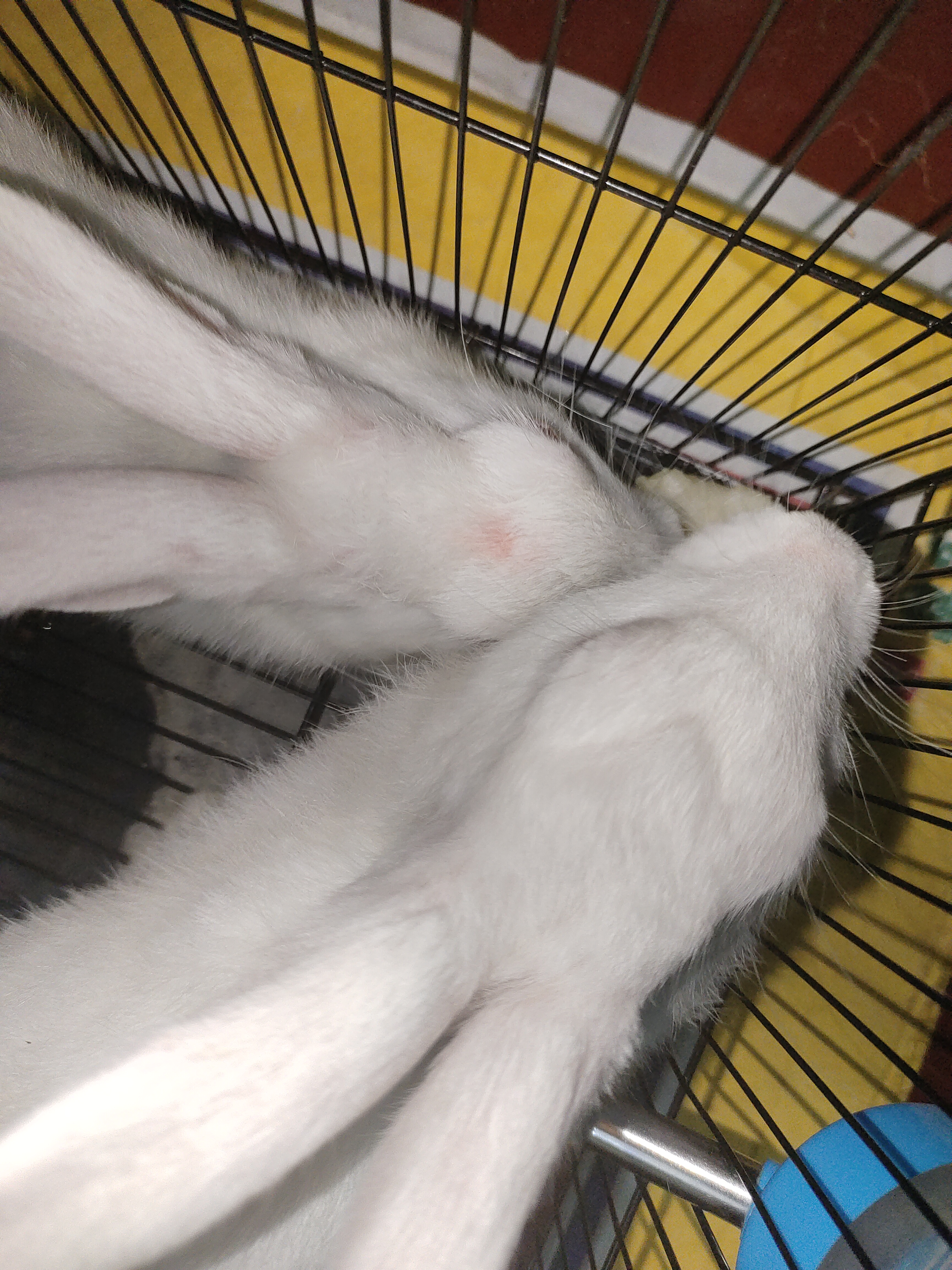 Rabbit