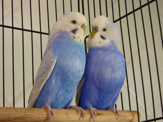 Parrots