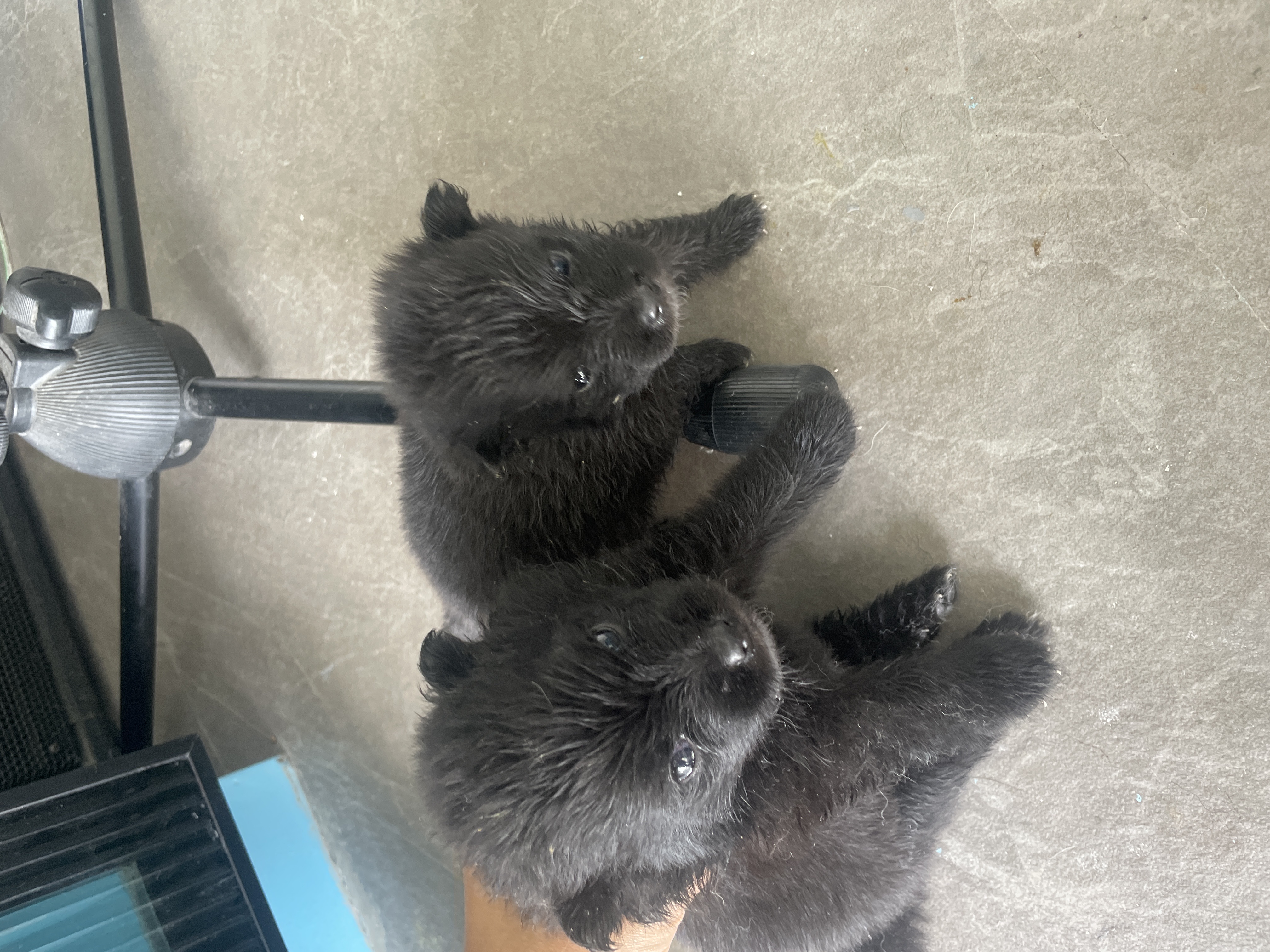 Selling pups