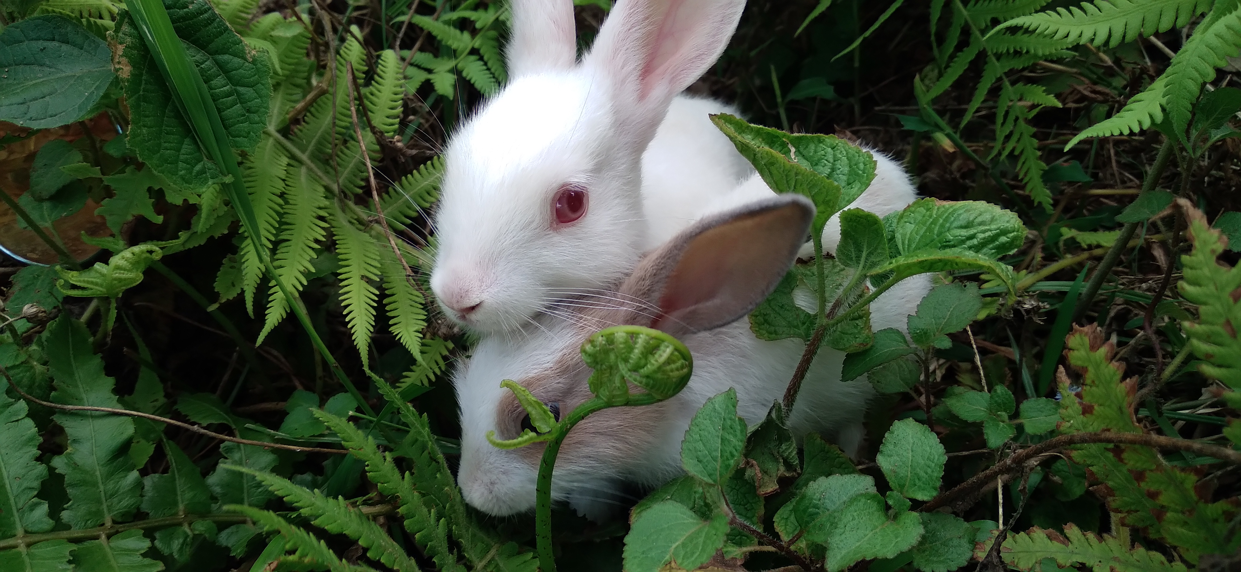 Sale rabbit