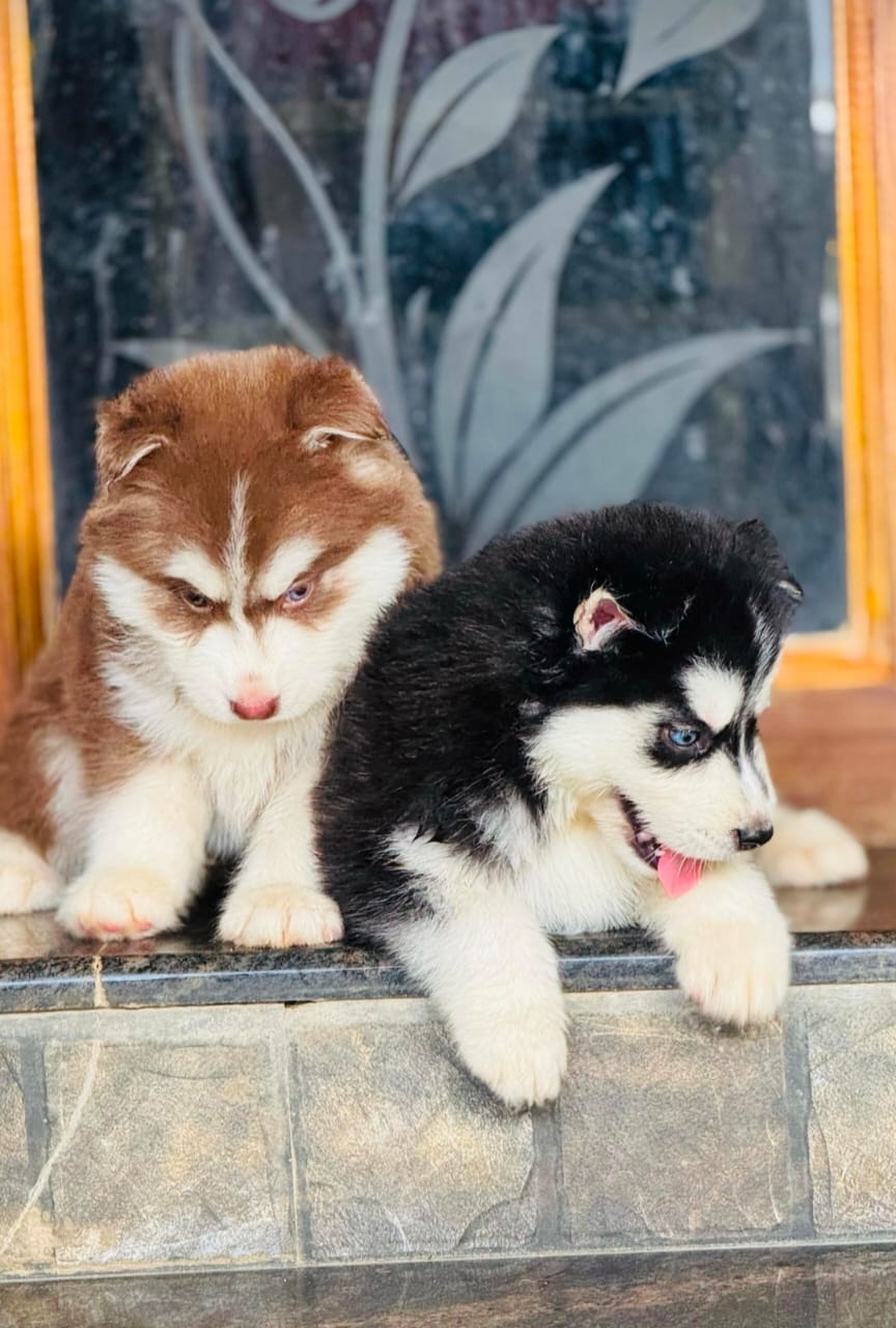 Husky