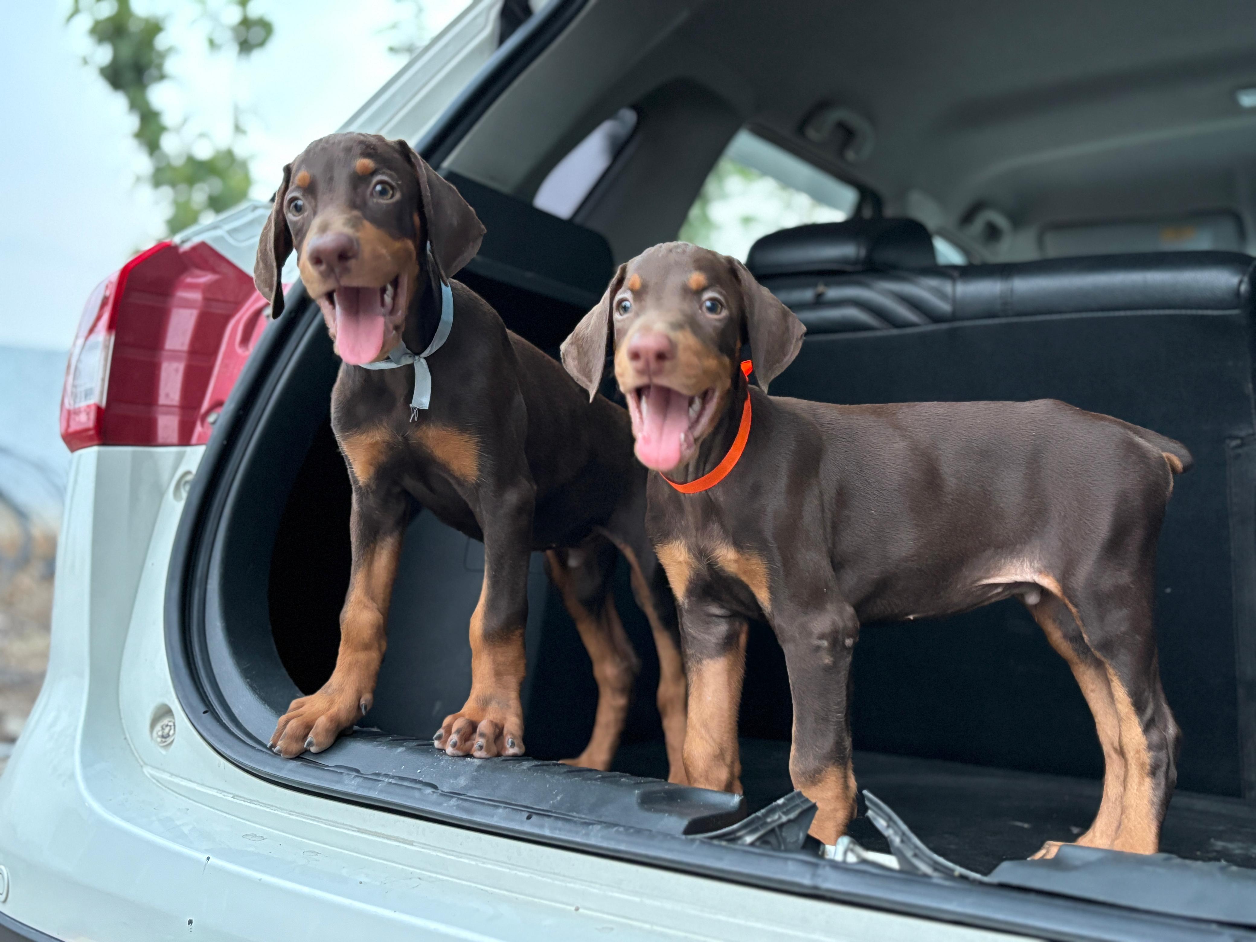Doberman