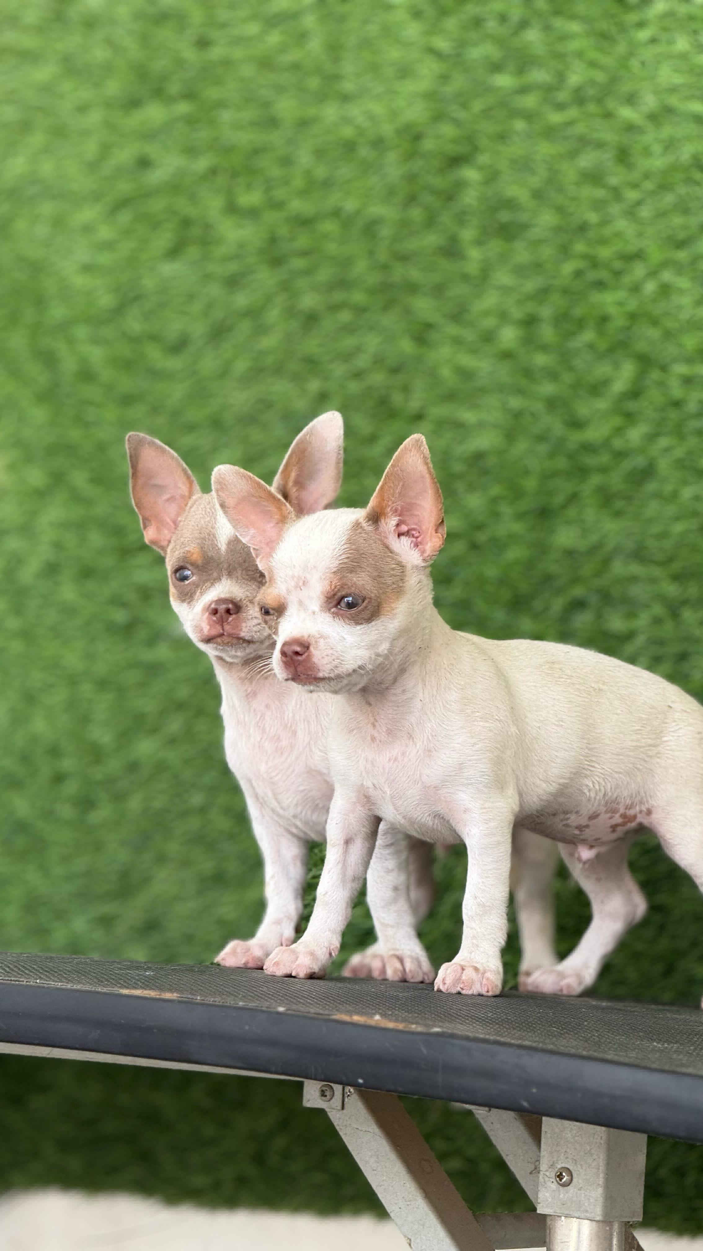 Pets Gallery Indore